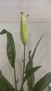 Lá sen bằng vải combo 5 lá