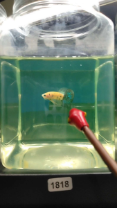 (Same as photo) AOC Betta Fish Size S+ Ikan Laga Show Gred
