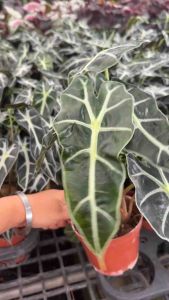 ต้นแก้วสารพัดนึก เป็นไม้มงคล หากต้นแก้วสารพัดนึกออกดอก ตามความเชื่อ หมายถึง คิดหวังนึกสิ่งใดก็ได้สิ่งนั้นตามสารพัดนึก ต้นแก้วสารพัดนึกเป็นที่นิยม เนื่องจากเป็น ต้นไม้ฟอกอากาศ🍀 ที่มีชื่อเพื่อเสริมสิริมงคลให้กับเจ้าของบ้านและสมาชิกในครอบครัว