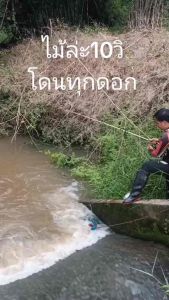 กดเครื่องประสบการณ์ 400 กรัม 1 กระปุก เหยื่อตกปลากดผีสิง