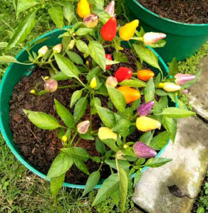 5 BUTIR BIJI /BENIH CABE BOLIVIAN RAINBOW