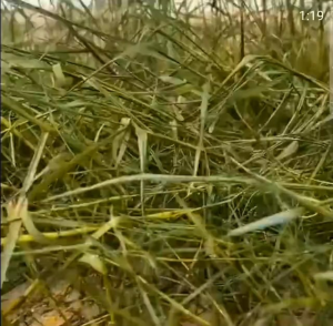 KILL GRASS PANDA RAJA PEMBUNUH HAMA DAN GULMA BELI 3 GRATIS 1