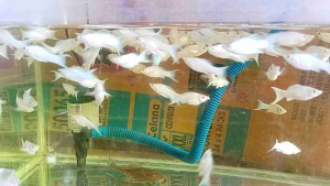 Molly white platinum cawang + pakan + dobel plastik + dus peking.