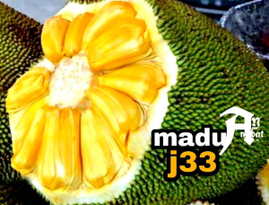 bibit nangka madu import J33 // nangka madu malaysia // nangka tekam yellow okulasi