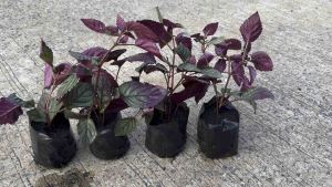 ต้นดาดตะกั่ว พืชคลุมดิน ร้านต้นไม้ Patsorntree