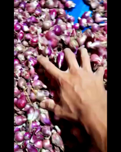 bawang merah segar kualitas super langsung petani murah  kering kualitas super 1kg