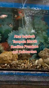 Akar Bajakah Tampala Merah Kalimantan Asli (250GRAM)