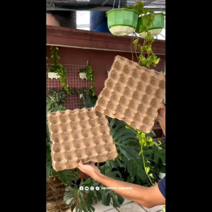 100 BUTIR BIJI/BENIH SAYURA  SIOMAK MERAH/RED POINTED LEAF