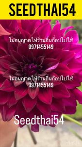 ดอกรักเร่ คละสี 30 เมล็ด Dahlia Flowers Color Mix Original Packaging เมล็ดนําเข้า พันธุ์แท้100%