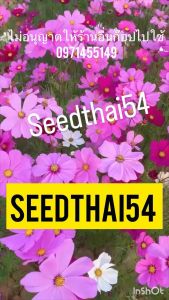 เมล็ดพันธุ์ ดาวกระจายคละสี ดอกคอสมอส (Mixed Cosmos Flower) บรรจุ 100เมล็ด