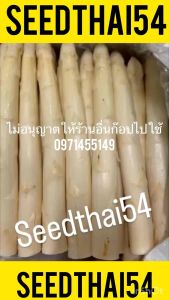 เมล็ดหน่อไม้ฝรั่งขาว 40 -60เมล็ดหน่อไม้ฝรั่งขาว🫛