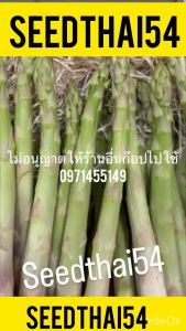 - "เมล็ดหน่อไม้ฝรั่งบรรจุ 200-400 เมล็ดต้น รสหวาน ปลูกง่าย เมล็ดแท้