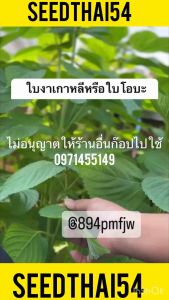 เมล็ด#โอบะ หรือ งาเกาหลี ชิโสะ เมล็ดพันธุ์ #พืชนับใบขาย เมล็ดพันธุ์ บรรจุ 200-300เมล็ด