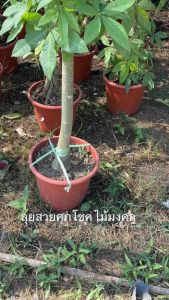 #ไม้มงคลยอดนิยม #ประดับตกแต่งบ้าน สำนักงาน คาเฟ่ สายมู ต้องมี ไม้ที่นิยมในไทย และ ต่างประเทศ เห็นได้ตามซีรีย์ เกา และ จีน แต่งบ้านสวยเก๋ #ต้นศุภโชค #ไม้ประดับมงคลทรงสวย #ช่วยเสริมฮวงจุ้ย. #ต้นศุภโชค #Malabar Chestnut Saba nut #Pachira aquatic) ต้