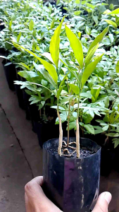 ผักหวานป่า ยอดสีทอง ชุด 2 ถุง ขนาด 20-25 เซนติเมตร