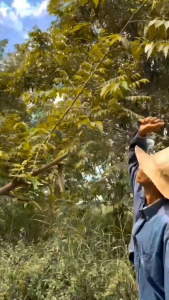 พร้าเล่มเล็ก มีดอีโต้น้อย มีดเหล็กแหนบ มีดงานสวน มีดการเกษตร