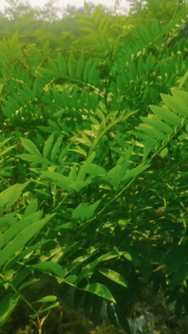 bibit indigofera cangkok