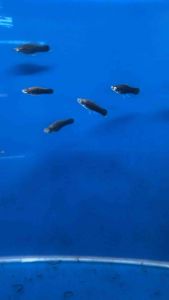 Blue Neon Platy/Ornamental fish/Freshwater/Readystock