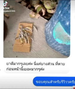 ครีมกำจัดจิ้งจก 5หลอด