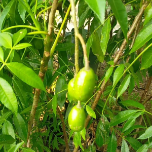 Bibit Tanaman Buah Kedondong Siap Berbuah