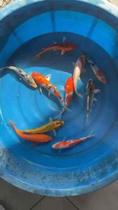 JAPAN KOI LOCAL BREED PREMIUM GRADE 6/7” 10pcs COMBO RM1288 with FREE GIFTS