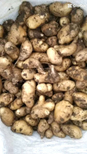 UMBI GEMBILI (KETAN) 1 KILOGRAM