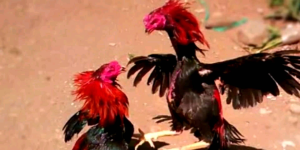 Doping Ayam Laga Tetes Super VIP Ampuh