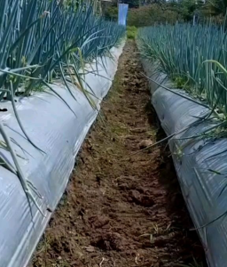 100 BUTIR BIJI/BENIH DAUN BAWANG BLAZE ( REPACK)