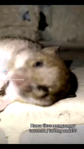 LIBAS 1 LITER - BELI 5 GRATIS 1 Pembasmi Hama Racun Tikus Belalang Ulat Burung Tanaman Sehat Subur