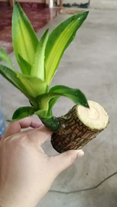 ท่อนไม้บราซิล ไม้มงคลเสริมโชคลาภ เสริมดวงเรียกทรัพย์ จำหน่ายแบบท่อนพันธุ์ขนาดความยาว 7-9ซ.ม