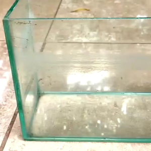 CAIRAN PEMBERSIH KACA AQUARIUM NODA BEKAS AIR JAMUR AMPUH AMAN