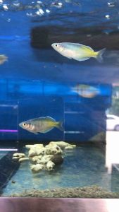 Bosemani Rainbow/Ornamental fish/Freshwater/Readystock
