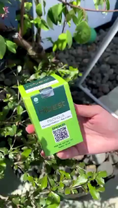 HIBEST Propolis Plus: Solusi Nafas Asma, Batuk, & Pilek