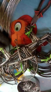 กับดักหนู6นิ้ว 10 ชิ้น พร้อมใช้งานครับ