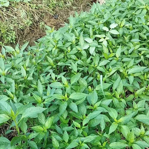 benih cabe keriting tahan virus siap tanam paket combo 100 batang