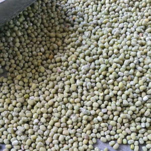 MUNGO BEANS FROM SAN MATEO ISABELA 1kilo