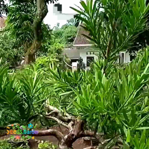 [TERMURAH] BIJI/BENIH TANAMAN LOHANSUNG MAWAR