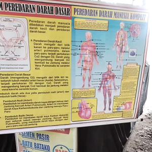 Sistem Peredaran Darah (Alat Peraga IPA)