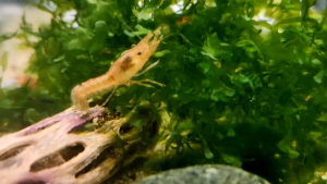 Mexcian Dwarf Crayfish (CPO) | Live animal