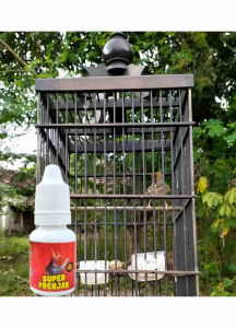 Vitamin Penggacor Prenjak Gacor Seketika