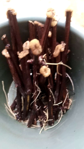 PAKET ROOSTOK IMPORT SO4 DAN PAKET 3 VARIAN RS IMPORT RUGERY 140 FREEDOM DAN SO4