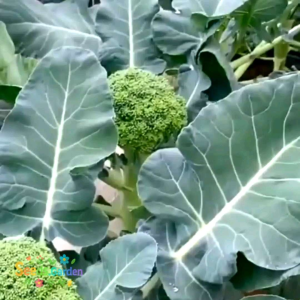 50 BUTIR BIJI/BENIH TANAMAN BROKOLI HIJAU F1