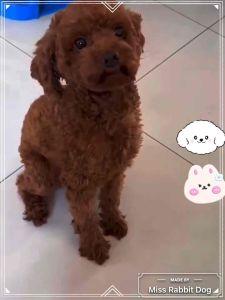 Miss Rabbit Dog Pet Freeze dried Chicken Raw Bone Meat Cubes宠物主食冻干生骨肉粒Dog Food Cat Food All Life Stage猫咪狗狗零食生骨肉冻干