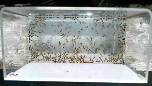 MAKANAN IKAN CUPANG J£NTlK N¥4MμK FR£$H