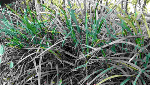 Alang Alang Hijau tanaman vertikal / Jaburan ophiopogon