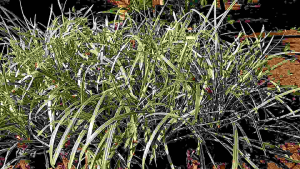 Alang alang Varigata tanaman vertikal / Jaburan ophiopogon