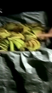 Pisang Tanduk Madu Asli Cianjur Selatan 1Kg