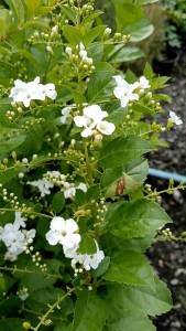 เทียนหยดขาว กระถาง 11 นิ้ว ต้นสวยและแข็งแรง (กทม)