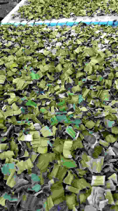 ✴️สินค้าขายดี✴️ใบเตยหอม อบแห้ง ชาสมุนไพร สมุนไพรใบเตย(DRIED PANDAN LEAF)