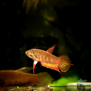 Betta rubra Wild Betta rubra (Pair)